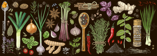 Herbs and spices hand drawn collection