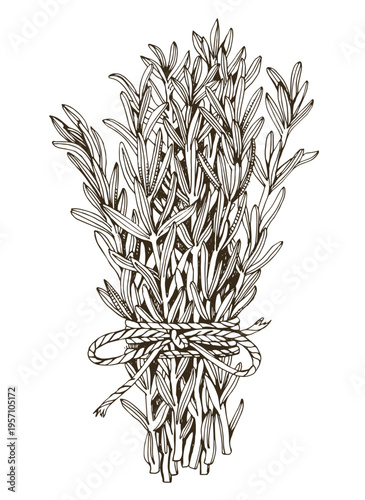 Rosemary plant sketched bunch vector