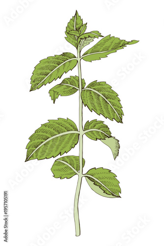 Mint plant hand drawn vector illustration