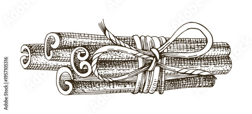 Cinnamon sticks in bunch vector illustration