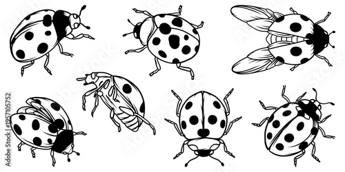 Set of ladybug winged insect doodles.Vector graphics. 