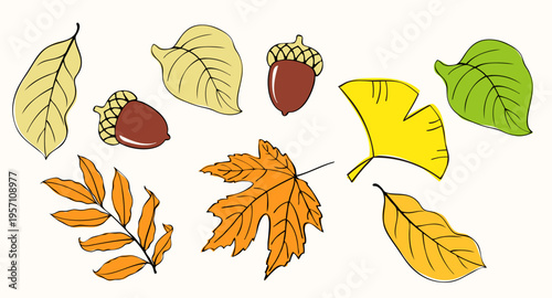 A set of collected autumn leaves and acorns