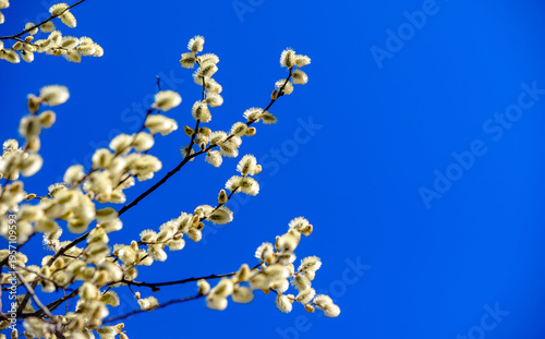 Wallpaper Mural Blossoming willow in the early spring on a background of blue sky
 Torontodigital.ca