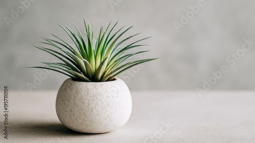 Minimal Indoor Plant in Ceramic Pot on a Neutral Surface With Soft Lighting and Gradient Background for Modern Interior Design Ideas