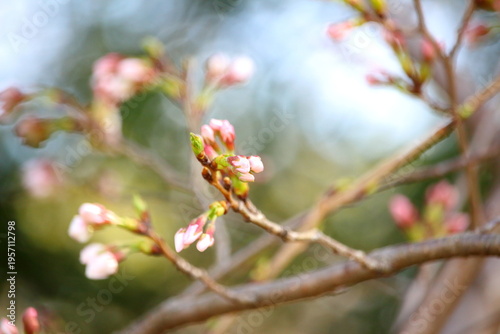Tableau sur toile 開花までもう少し、桜の蕾たち