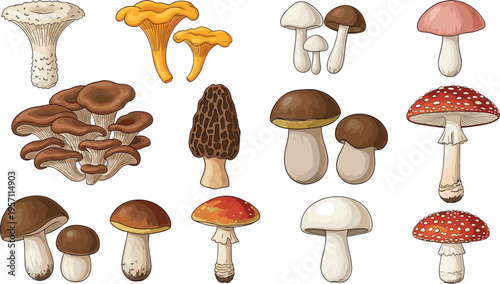 Detailed Collection of Various Mushrooms Including Edible, Wild, and Poisonous Types with Distinct Shapes and Colors for Botanical and Nature Illustrations