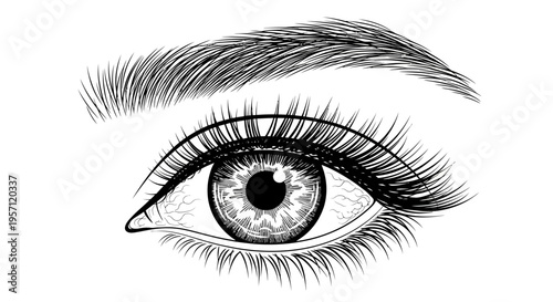 Realistic Eye Drawing – Detailed Eyelash Eyebrow Sketch Vector Illustration