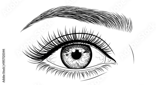 Realistic Eye Drawing – Detailed Eyelash Eyebrow Sketch Vector Illustration