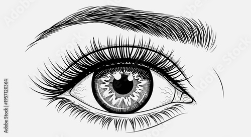 Realistic Eye Drawing – Detailed Eyelash Eyebrow Sketch Vector Illustration