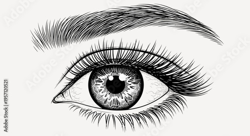 Realistic Eye Drawing – Detailed Eyelash Eyebrow Sketch Vector Illustration