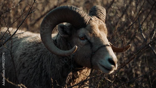 A ram with large horns caught in a thicket of thorns. Biblical story of Abraham and Isaac's sacrifice from the book of Genesis. Divine providence concept