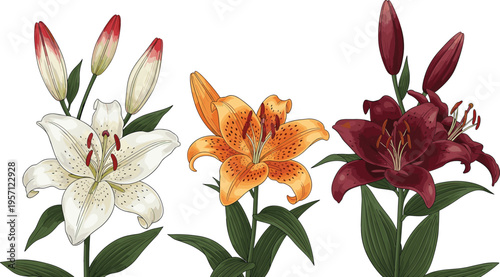 Lily flowers set in rich colors. Blooming white, orange and burgundy lilies with buds and leaves. Botanical floral illustration isolated on white background.