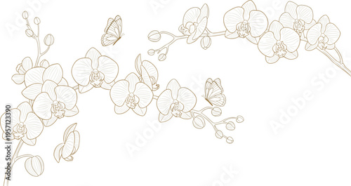 Orchid flower line art set with butterflies. Elegant floral outline composition with blooming orchids and buds. Minimal botanical illustration isolated on white background.