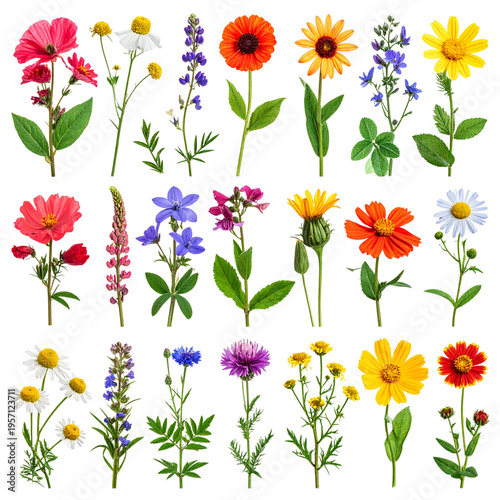 A vibrant collection of colorful spring flowers and wild floral blossoms featuring blue petals and green leaves isolated on a white background for a beautiful garden bouquet