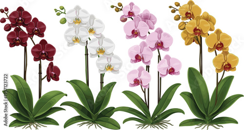 Orchid flowers collection set. Tropical blooming orchids in multiple colors with green leaves. Elegant botanical illustration isolated on white background.