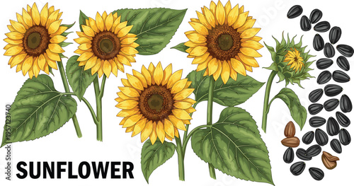 Sunflower botanical vector set with seeds and leaves. Realistic yellow flowers and black sunflower seeds. Natural plant lifecycle illustration for agriculture, food, and garden design.