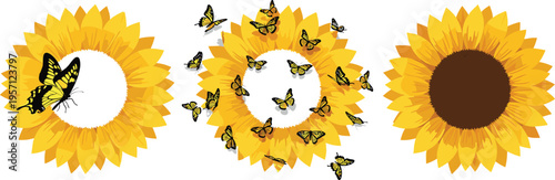 Sunflower vector set with butterflies. Bright yellow flowers with flying insects. Summer nature illustration with floral elements, pollination concept, and decorative botanical design.