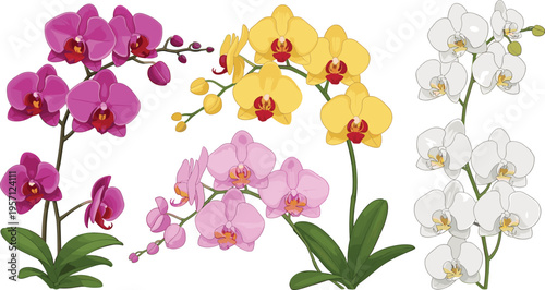 Orchid flowers collection in various colors. Blooming pink, yellow and white orchids with green leaves. Botanical floral illustration isolated on white background.