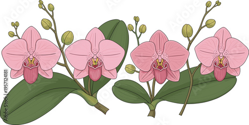 Pink orchid flowers set. Blooming phalaenopsis orchids with buds and green leaves. Botanical floral illustration isolated on white background.