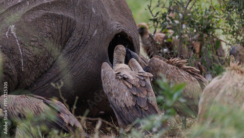 View of vultures gather around a deceased elephant, their brown feathers contrasting with the elephant's grey skin, a stark scene of life and death, Kruger National Park, South Africa.