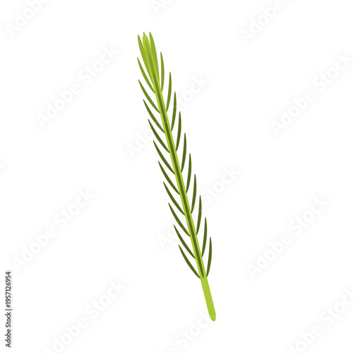 rosemary vector