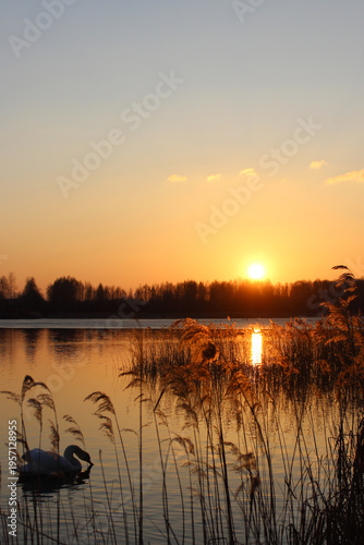 Photos Thin reed stalks glow golden in the rays of the setting sun, concealing the silhouette of a white swan swimming peacefully in the lake