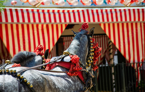 the splendid Arabian horses decorated for the Spanish folk festivals