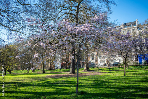 Spring blossom in Hyde Park, a famous, historic Grade I-listed urban park in Westminster, London, England, UK
