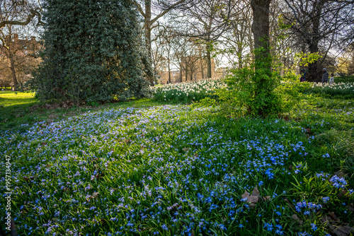 Bluebells in Hyde Park, a famous, historic Grade I-listed urban park in Westminster, London, England, UK