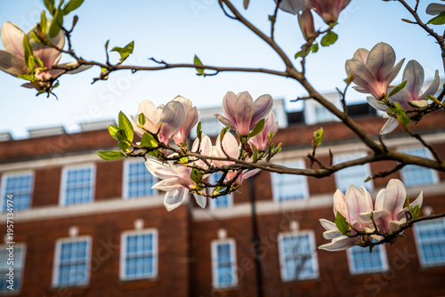 Magnolia blossom in front of redbrick Victorian block of flats, SW7, South Kensington, London, England, UK