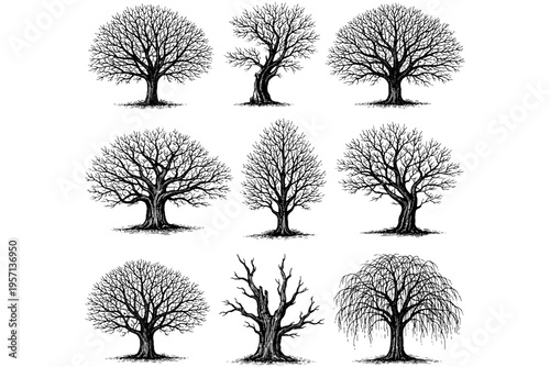 Detailed Tree Line Art Pack – Minimalist Botanical Vector Illustrations