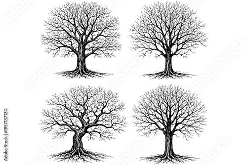 Leafless Tree Illustration Bundle – Intricate Black and White Nature Vectors