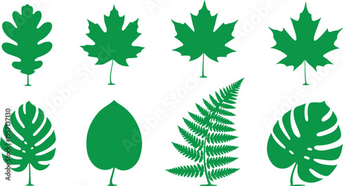 Natural Botanical Leaf Set Realistic Foliage Clean Vector Shapes