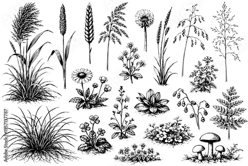 Wild Grass and Bush Silhouettes – Fine Line Botanical Vector Set