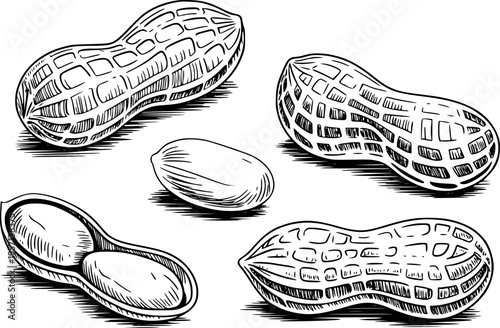 Hand Drawn Collection of Peanuts and Peanut Shells White Background legume food