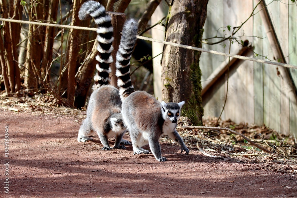 Fototapeta premium lémurien