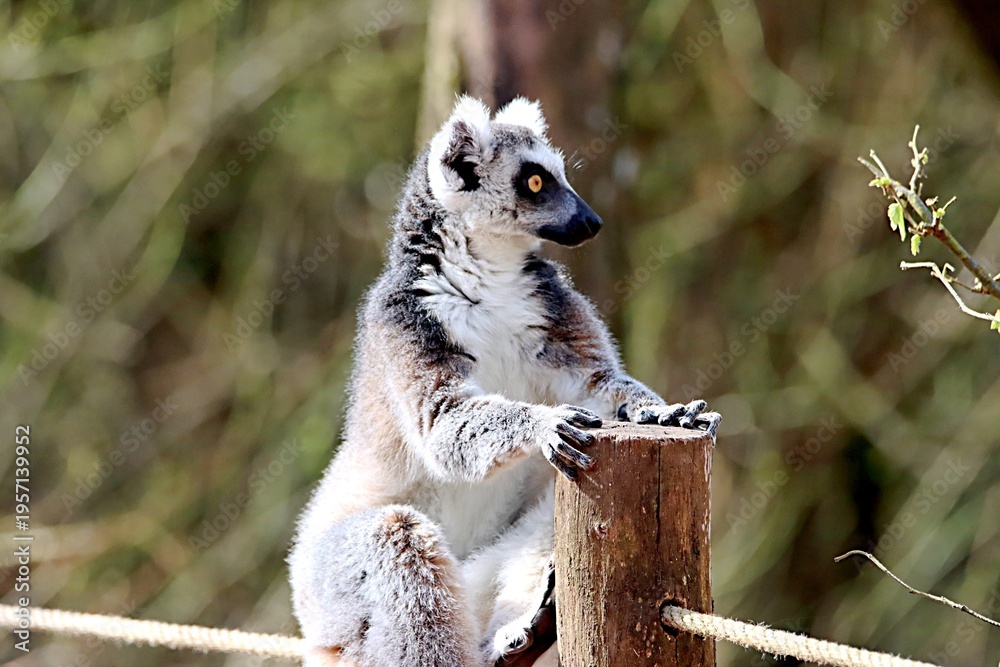 Fototapeta premium lémurien