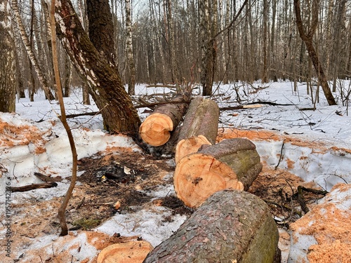 Photography illegal logging in a forest park in Russia in the spring
