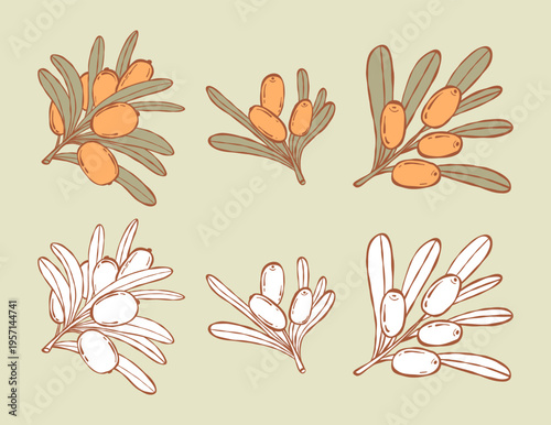 Sea Buckthorn Branch Set. Color and Line Art, Coloring page Botanical Plant. Isolated Berries and Leaves hand-drawn. Vector illustration