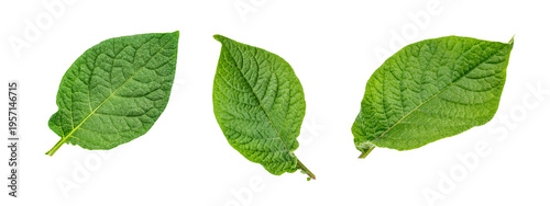 
Set of fresh green potato leaves isolated on white background