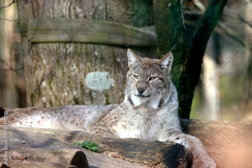 lynx