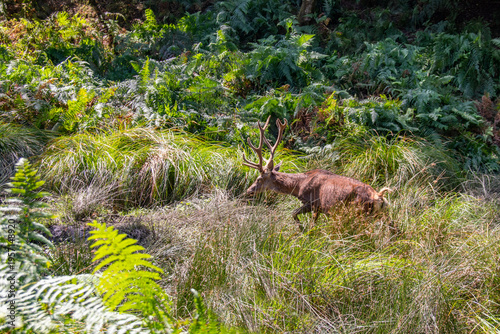 Cerf  dans les hautes herbes