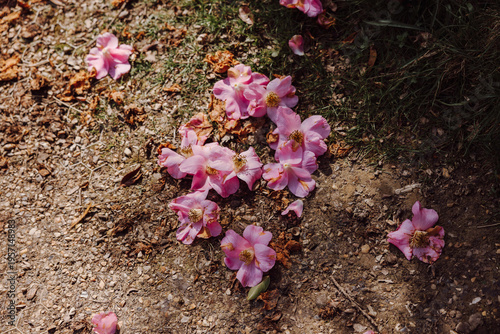 Fallen pink camellia flowers on ground in West Sussex England