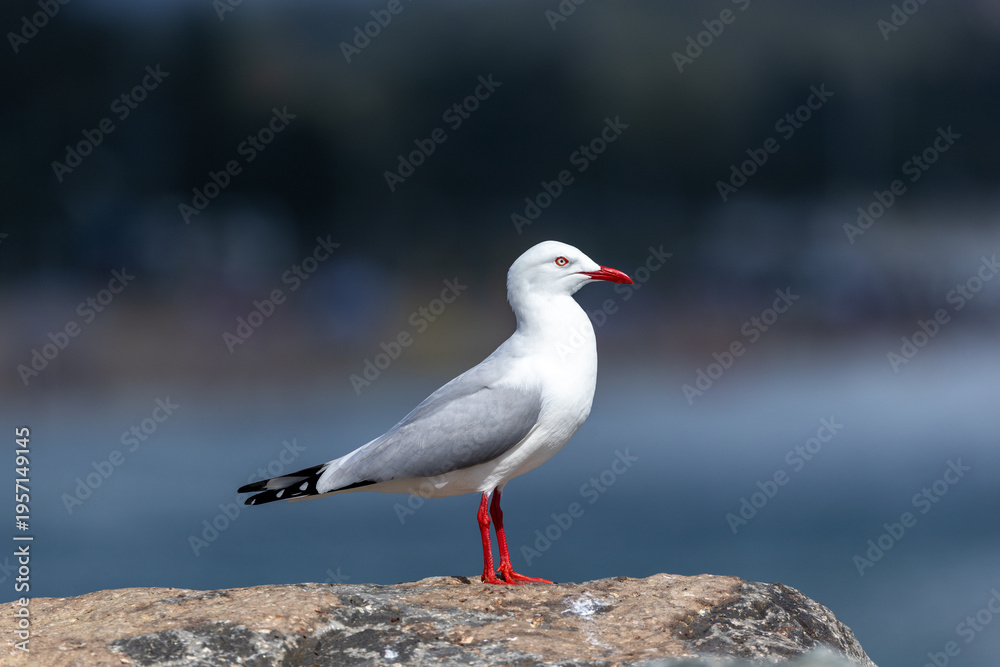 Fototapeta premium Seagull standing on coastal cliff overlooking the ocean