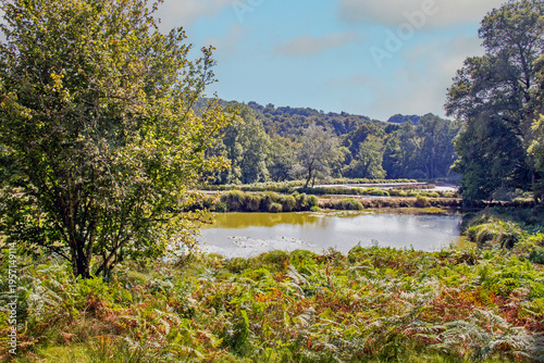 Vue sur un étang entouré d'arbres et végétation verdoyante