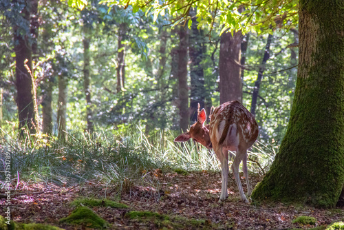 Daim femelle, daine, de dos dans la forêt