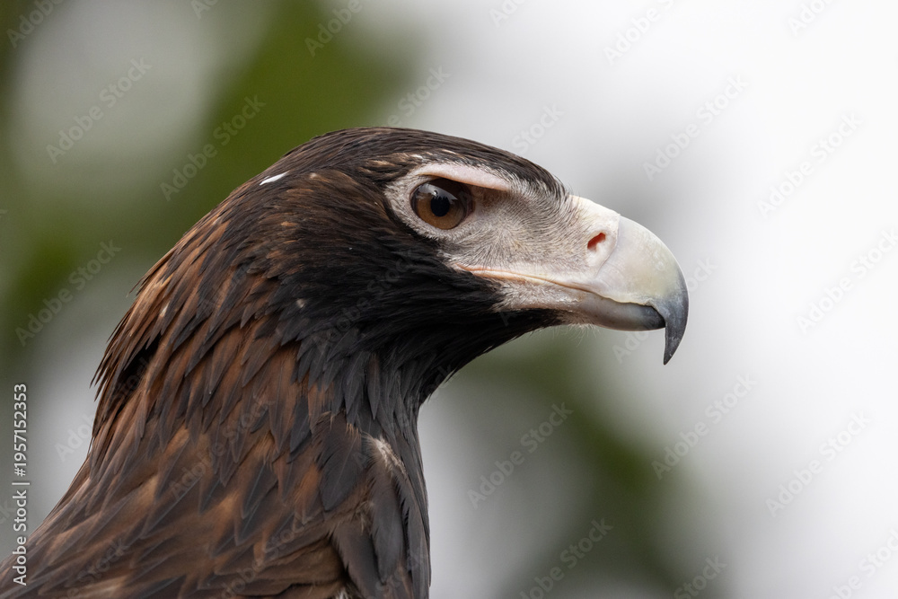 Obraz premium Close up portrait of wedge tailed eagle showing sharp eye and beak