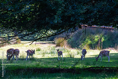 Harde de daims à l'ombre dans la prairie