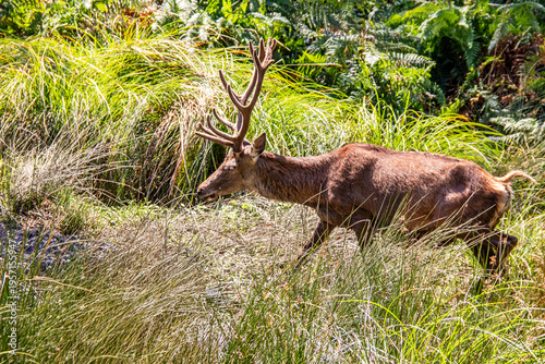 Cerf  dans les hautes herbes