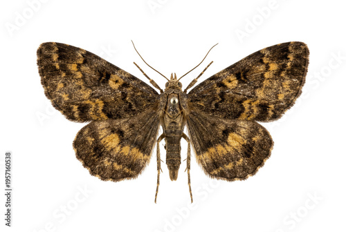 Konstfotografi Brown patterned moth with pin top view isolated